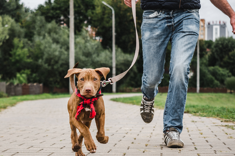 At What Age Should Leash Training Start?