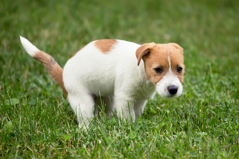 Does dog poop kill grass?