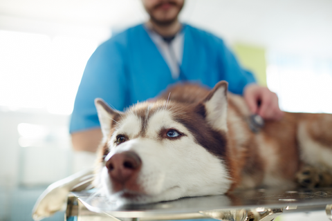 Blood in dog poop: when to go to the vet