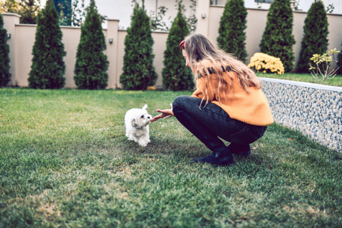 How to stop dog poop smell in yard