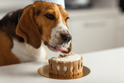 Are There Dog Birthday Cakes?