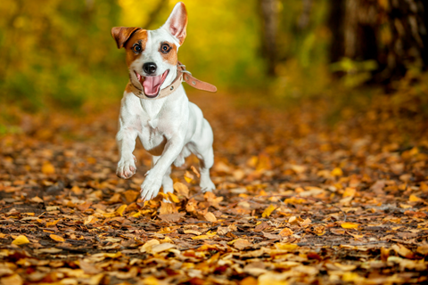 Fall Photoshoot with your pup