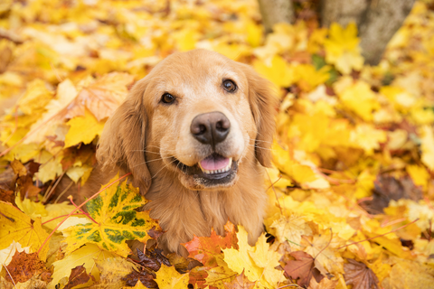 Best Fall Photoshoot Ideas With Your dog