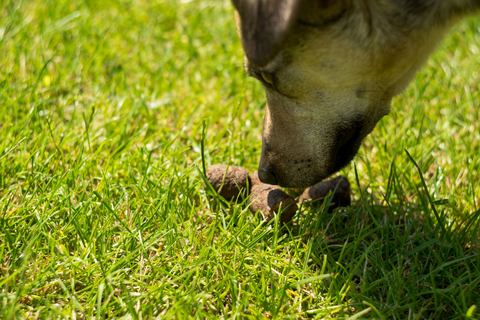 Reasons "Why My Dog Ate Another Dog's Poop"