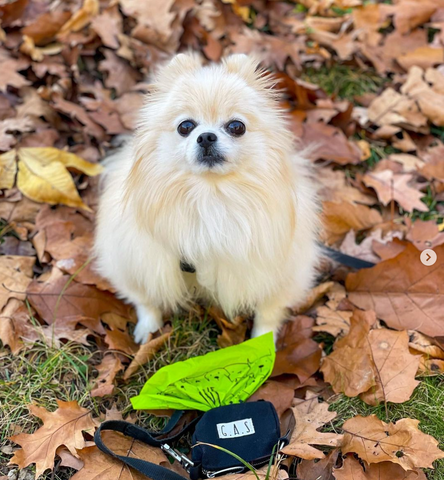 Eco-friendly and 100% plastic-free dog poop bag dispenser