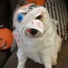 Mummy Dog costume