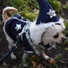 Wizard Dog costume