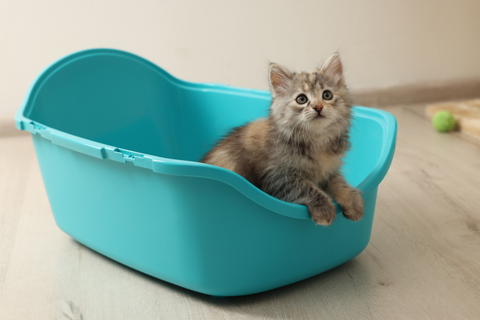 What Is the Fastest Way to Litter Train a Kitten?