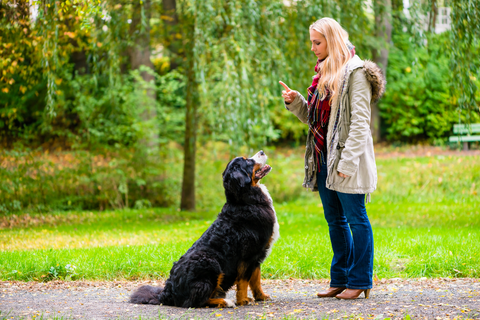 Tips to teach your dog not to jump up on people