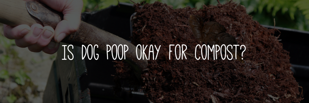 Is dog poop okay for compost?