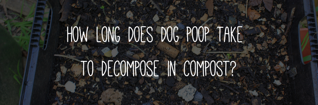 How long does dog poop take to decompose in compost?