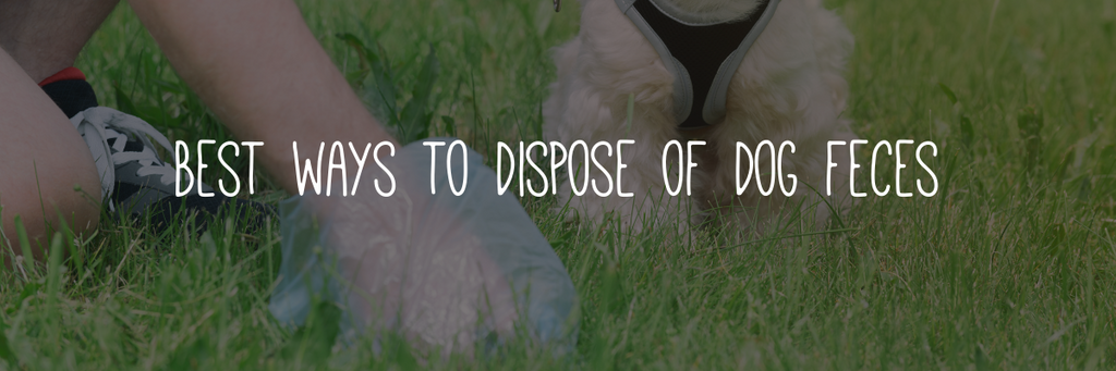 Best ideas to dispose of dog feces