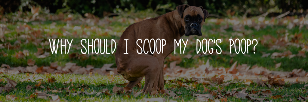 Why should I scoop my dog's poop?