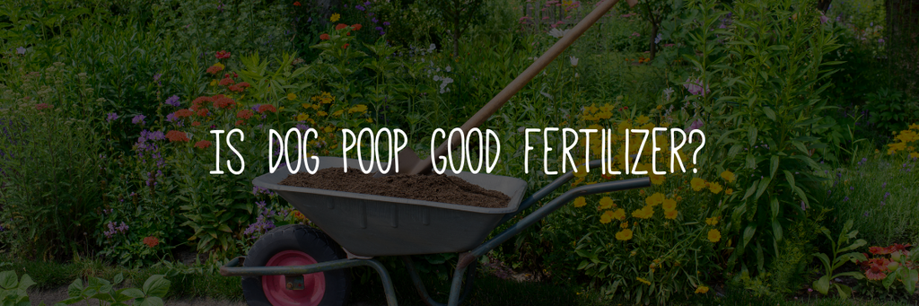 Is dog poop good fertilizer?