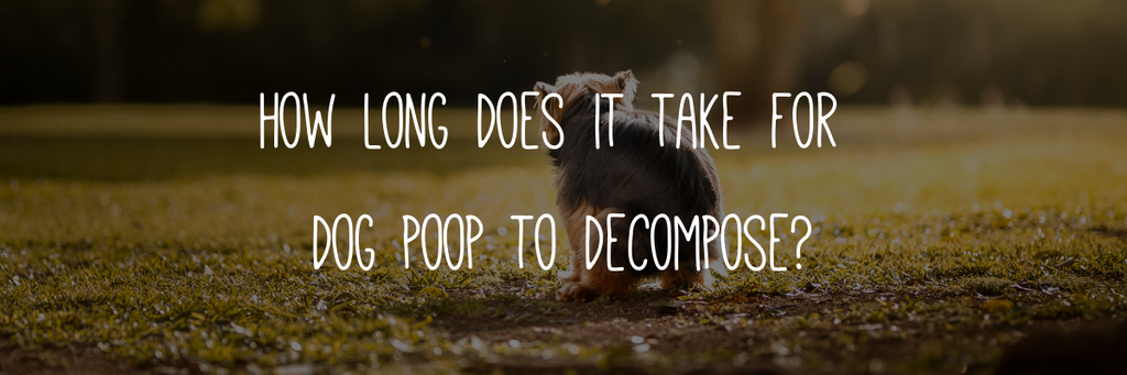 How long does it take for  dog poop to decompose?