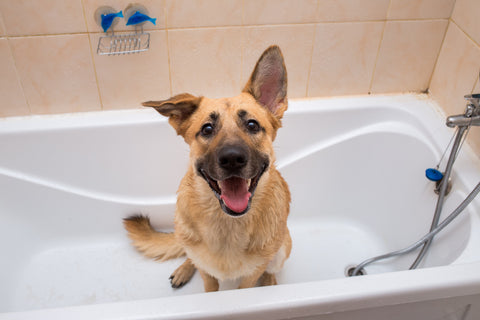 Can I use human shampoo on my dog?