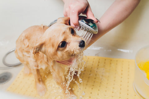 Eco-friendly dog's bath time