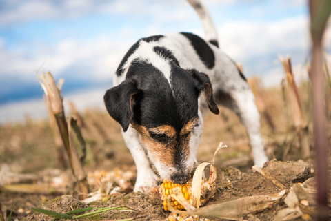 Can Puppies Eat Corn?