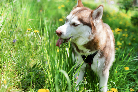 Do Dogs Eat Grass When They Are Sick?