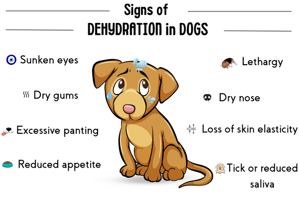Dog dehydratation signs infography