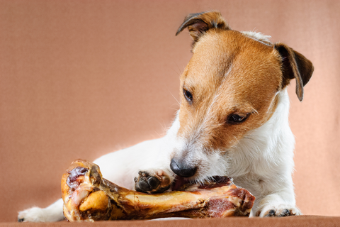 Is a Raw Diet Better for Dogs?