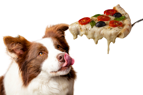 How Much Cheese Is OK for Dogs?