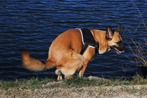 Why Is My Dog's Poop Soft and Mushy?