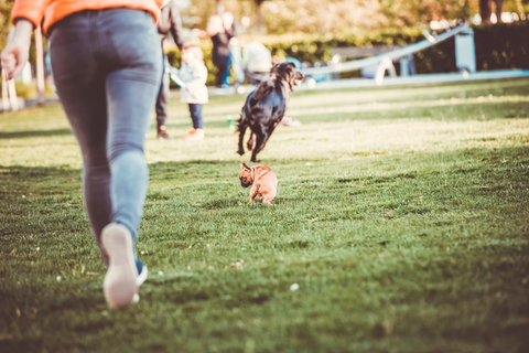 Do Dogs Naturally Run Away?