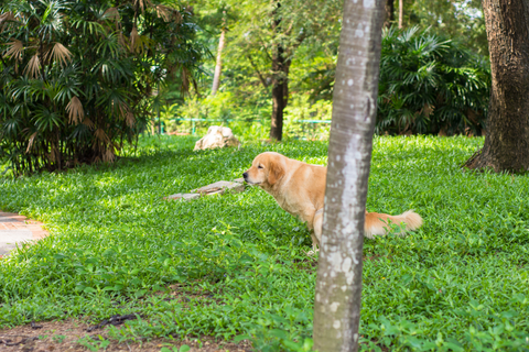 What Foods Give Dogs Diarrhea?