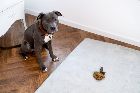 How to get dog poop stains out of the carpet?