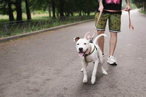 How Do I Stop My Dog from Being Reactive on a Leash?