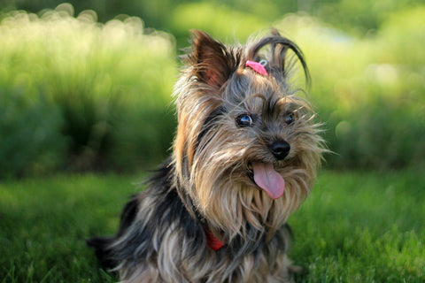 Get rid of Dog Smell Today: best tips without a bath