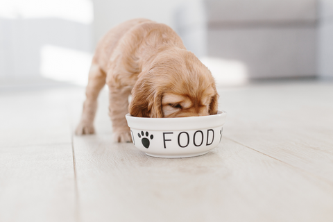 Best puppy food