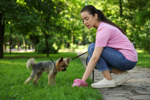 How Do You Fix Coprophagia in Dogs?