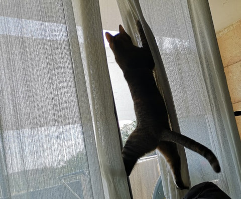 Gato trepando por cortinas