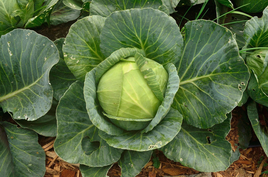 The Cruciferous Superman—Cabbage