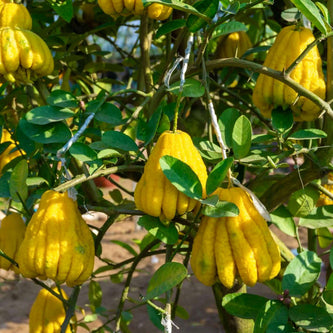 Buddha_s-Hand-Citron-Tree-2.jpg__PID:91f2be3b-2473-4b73-8ccc-46a28788be00