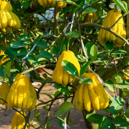 Buddha_s-Hand-Citron-Tree-2.jpg__PID:91f2be3b-2473-4b73-8ccc-46a28788be00