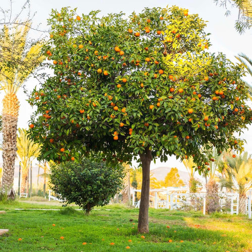 Navel-orange-tree-1-2.jpg__PID:3c4c8e69-83cb-48c1-9fb1-55ce5d144c91