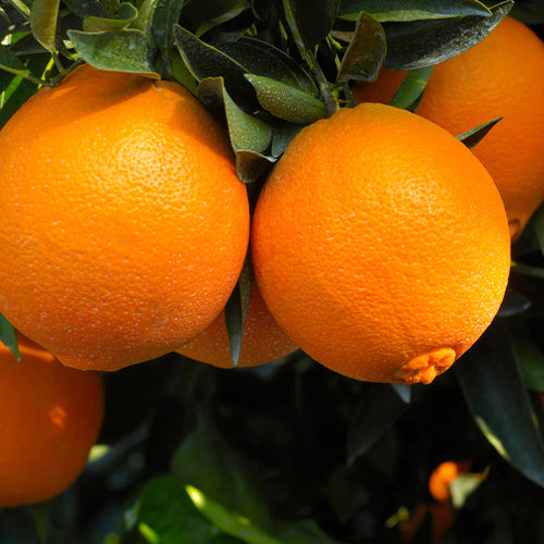 Navel_Orange_2_BB_6abf3ce3-5983-454f-97ac-144796c651ef.jpg-2.webp__PID:83cb28c1-9fb1-45ce-9d14-4c91b2b1b10b