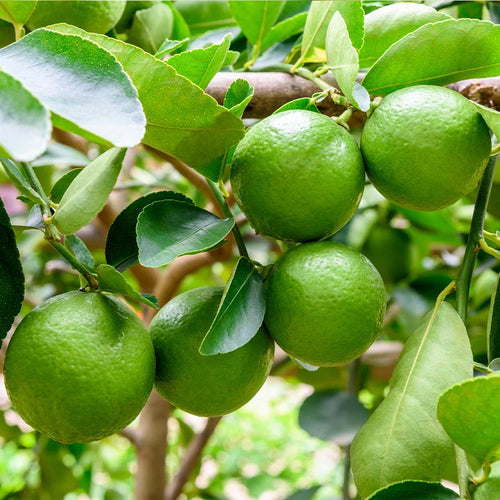 Persian_Lime_Tree_5.jpg.webp__PID:e44d2925-9e2b-489a-ad11-45d1a089a076