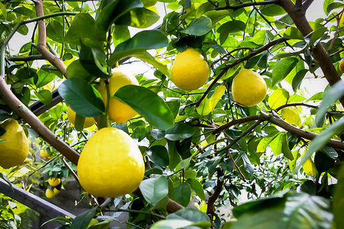 Ponderosa_Lemon_Tree_03-1-600x399.jpg__PID:592a174f-e3fe-4e22-9493-1ec28ec4ffab