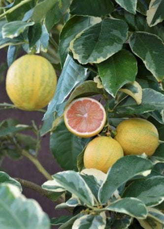 Sow_Exotic_Plant_Nursery_Variegated_Pink_Lemon_1_1800x1800.png.webp__PID:ef5f4b6f-5ed4-4fb6-9be7-61a0b6da0794