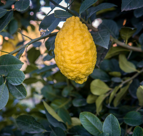 citron-fruit-on-tree-700x667.jpg__PID:ab15ce20-69bf-4eec-89e7-d3b55c8f418c