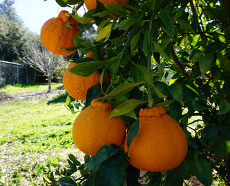 heavy-Shiranui-mandarins-on-branch.jpg__PID:b07d2972-f3dc-4ad4-b177-00ef5f4b6f5e