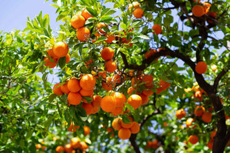 satsuma-tree-profile-4801471-hero-761fb368c49f4137afb854fbbeca6a86.jpg__PID:2ee6a4b0-7d29-42f3-9cba-d4f17700ef5f