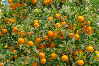 valencia_orange_tree_2000x.jpg-3.webp__PID:f17700ef-5f4b-4f5e-942f-b6dbe761a0b6