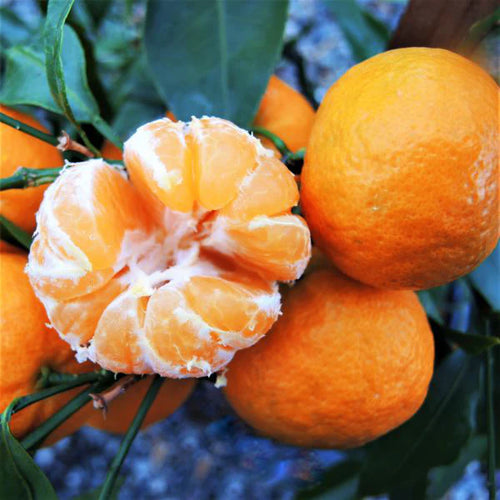 w-murcott-mandarin-600x600_1.jpg.webp__PID:bff4e329-91a0-484a-b9e4-9d84cf070e8e