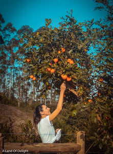 Woman Reaching up and picking oranges from Red Navel Orange Tree