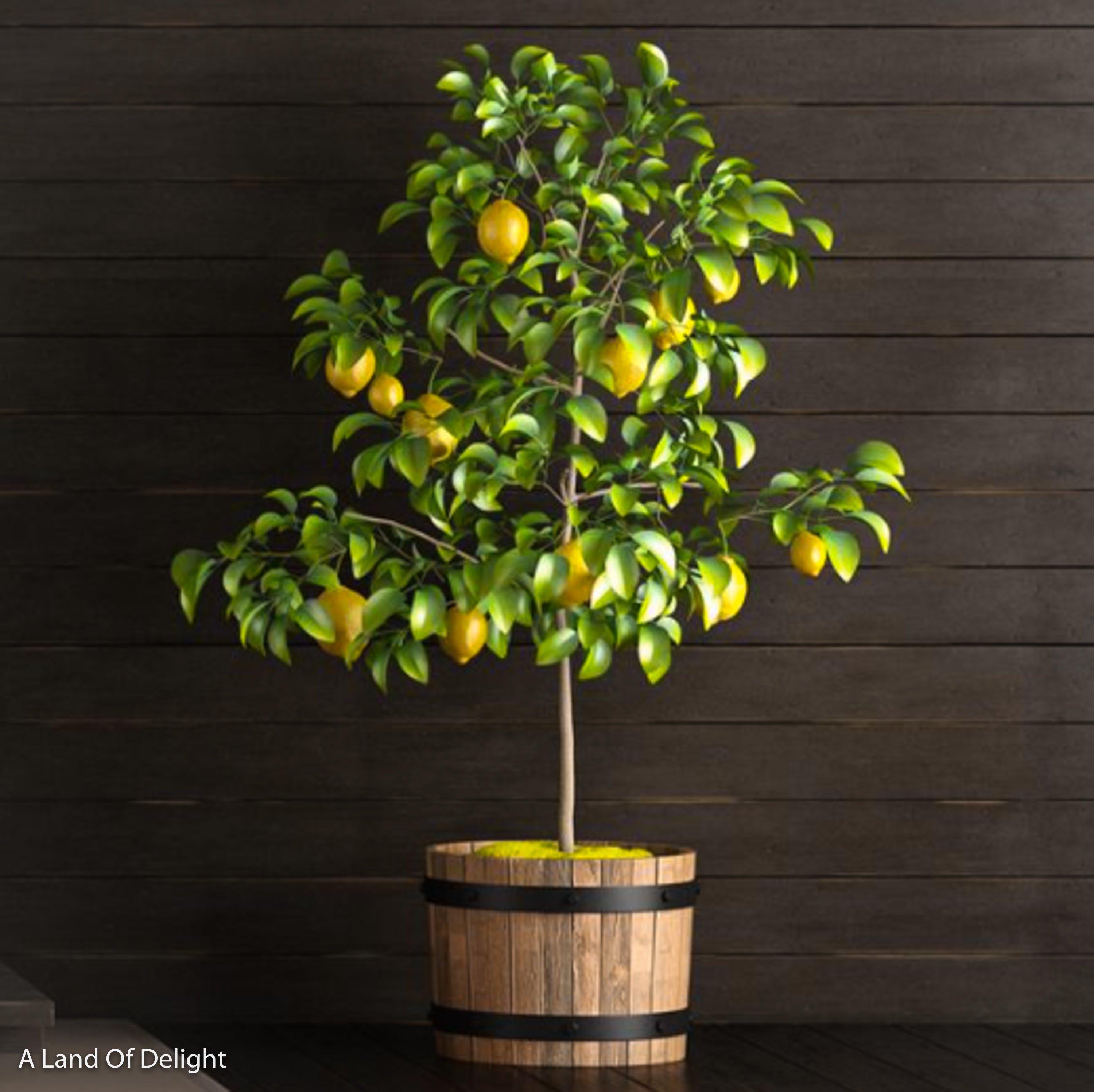 Lemon Tree (лимонное дерево)